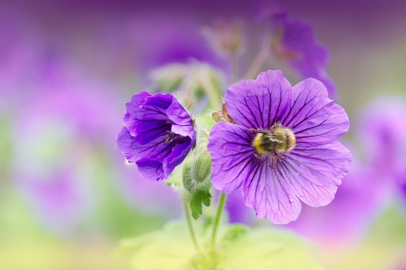 Mindful Living Image